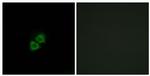 APOA1BP Antibody in Immunocytochemistry (ICC/IF)