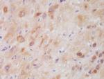 CSP alpha Antibody in Immunohistochemistry (PFA fixed) (IHC (PFA))