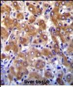 ABCB10 Antibody in Immunohistochemistry (Paraffin) (IHC (P))