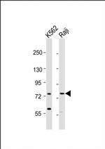 ABCB10 Antibody in Western Blot (WB)