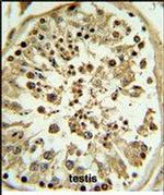 Apolipoprotein L4 Antibody in Immunohistochemistry (Paraffin) (IHC (P))
