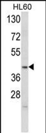 Apolipoprotein L4 Antibody in Western Blot (WB)