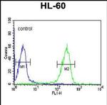 FKBP11 Antibody in Flow Cytometry (Flow)