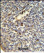 FKBP11 Antibody in Immunohistochemistry (Paraffin) (IHC (P))