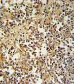 Granzyme M Antibody in Immunohistochemistry (Paraffin) (IHC (P))