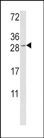 Granzyme M Antibody in Western Blot (WB)