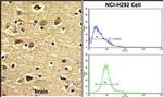 ENTH Antibody in Immunohistochemistry (Paraffin) (IHC (P))