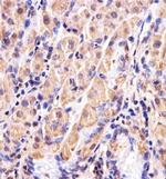 GSS Antibody in Immunohistochemistry (Paraffin) (IHC (P))