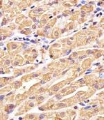 GSS Antibody in Immunohistochemistry (Paraffin) (IHC (P))