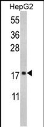 RPS15 Antibody in Western Blot (WB)