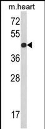 RGP1 Antibody in Western Blot (WB)