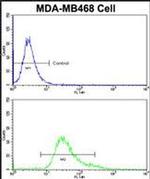 BABAM1 Antibody in Flow Cytometry (Flow)