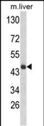 HPD Antibody in Western Blot (WB)
