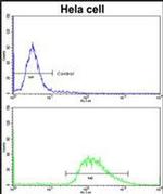 LMOD1 Antibody in Flow Cytometry (Flow)