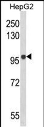 BANK1 Antibody in Western Blot (WB)