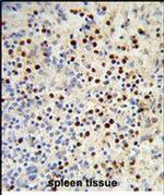 MDFIC Antibody in Immunohistochemistry (Paraffin) (IHC (P))