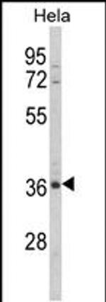 MDFIC Antibody in Western Blot (WB)