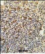 GPANK1 Antibody in Immunohistochemistry (Paraffin) (IHC (P))