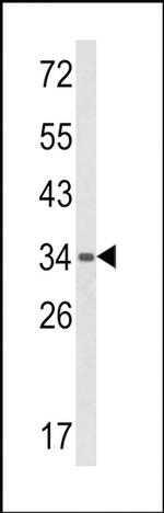 GPANK1 Antibody in Western Blot (WB)