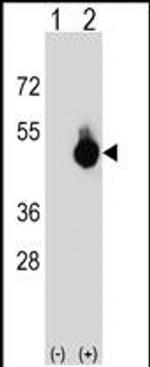 GPANK1 Antibody in Western Blot (WB)
