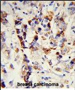 SKIV2L2 Antibody in Immunohistochemistry (Paraffin) (IHC (P))