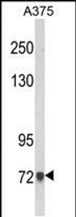 AMOTL2 Antibody in Western Blot (WB)