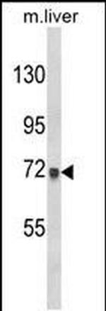 AMOTL2 Antibody in Western Blot (WB)