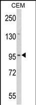 DZIP1 Antibody in Western Blot (WB)