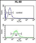 C14orf145 Antibody in Flow Cytometry (Flow)