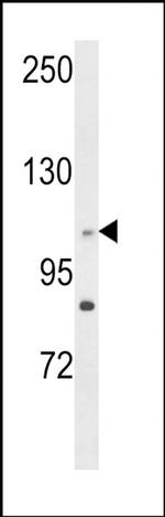 C14orf145 Antibody in Western Blot (WB)