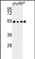 C14orf50 Antibody in Western Blot (WB)