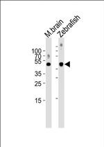 SPOP Antibody in Western Blot (WB)