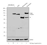 ITGB5 Polyclonal Antibody