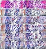 COL14A1 Antibody in Immunohistochemistry (IHC)