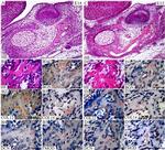 COL14A1 Antibody in Immunohistochemistry (IHC)