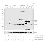 CYP2E1 Antibody in Western Blot (WB)