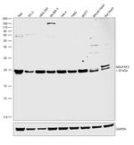 NDUFAF2 Antibody in Western Blot (WB)