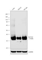 SLC7A5 Polyclonal Antibody