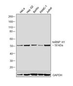 hnRNP H1 Antibody in Western Blot (WB)