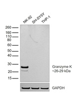 Granzyme K Antibody