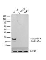 Granzyme K Antibody in Western Blot (WB)