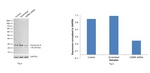 Granzyme K Antibody in Western Blot (WB)