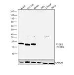 PTGES Polyclonal Antibody