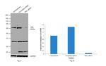 PML Antibody in Western Blot (WB)