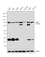 FOXP1 Antibody in Western Blot (WB)