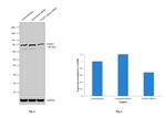 FOXP1 Antibody in Western Blot (WB)