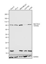 Nectin 3 Antibody in Western Blot (WB)