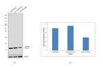 NDUFB6 Antibody in Western Blot (WB)