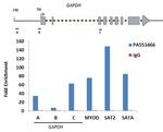 Histone 1F0 Antibody in ChIP Assay (ChIP)