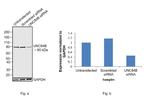 UNC84B Antibody in Western Blot (WB)